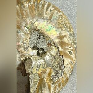 Whole Ammonite shell